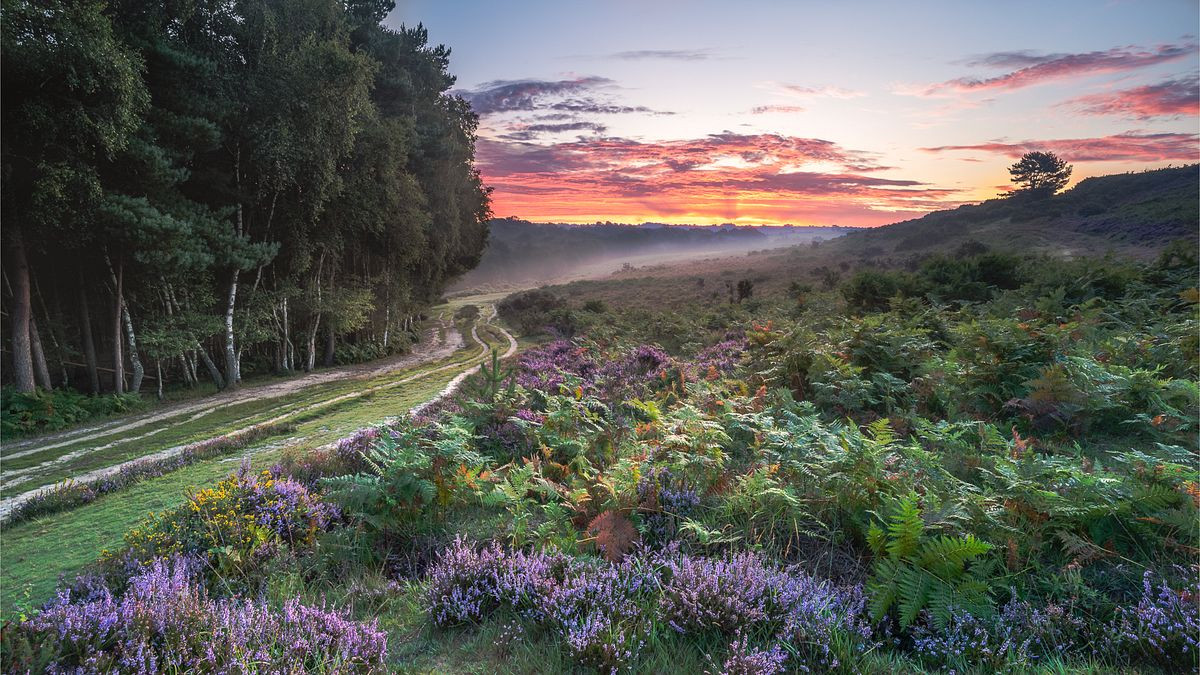 Ashdown Forest in Bloom