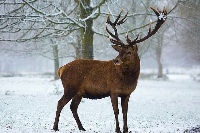 15 świetnych wskazówek dotyczących fotografowania dzikiej przyrody