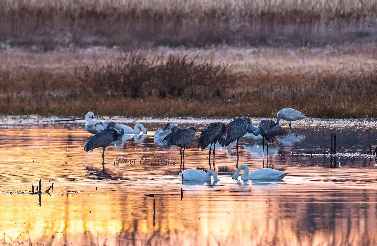 Sandhill cranes & Tundra swans at sunrise in the refuge