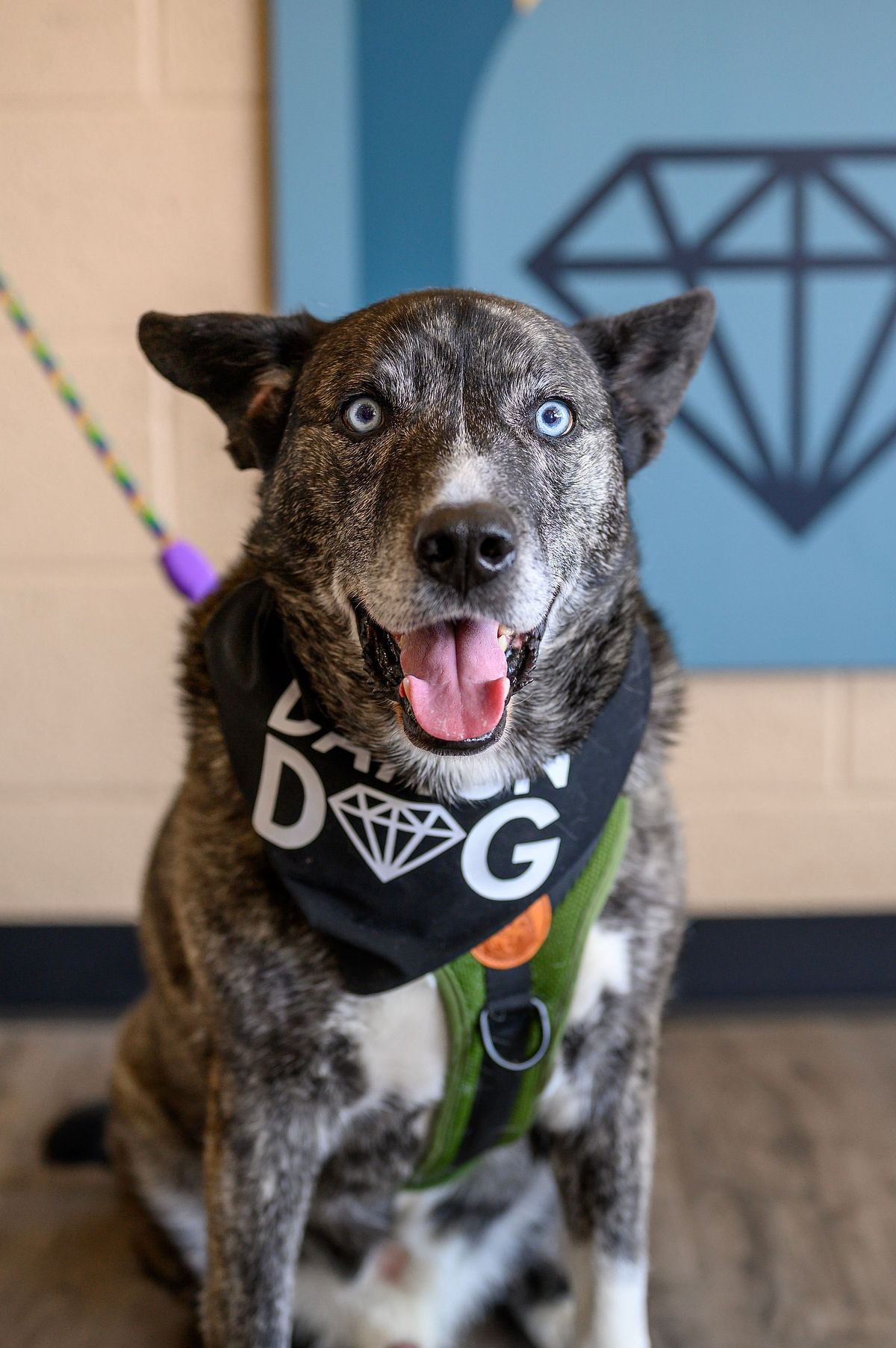 The best Dog Supply Store in Dayton!