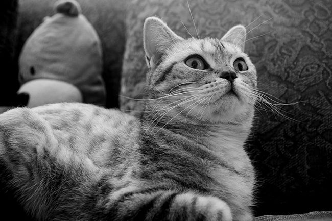 Photographie de chat noir et blanc