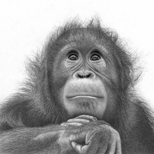 Realistic pencil drawing of Redd the orangutan