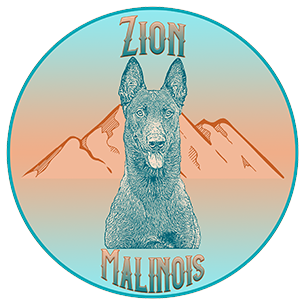 Belgian Malinois - A-Z Animals