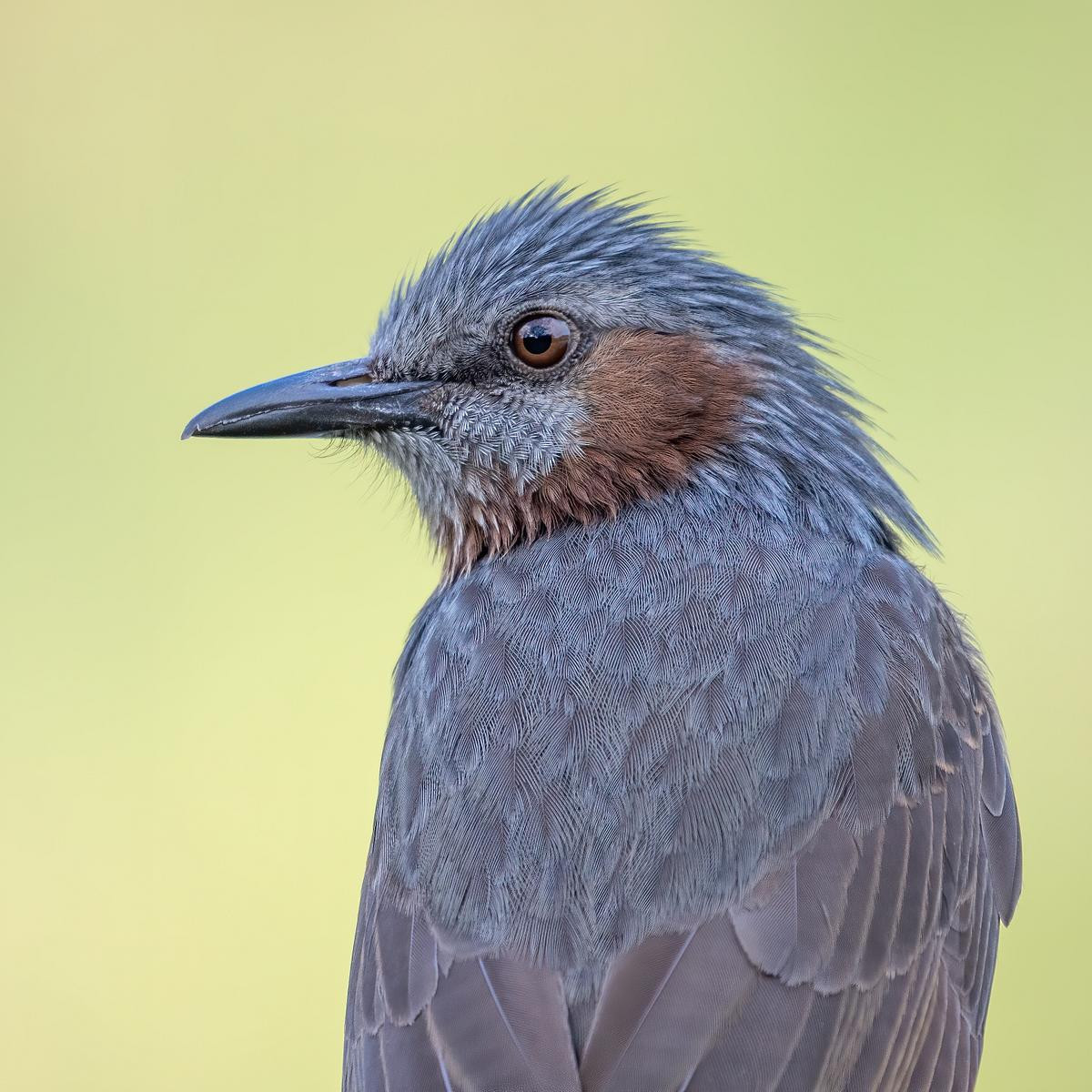 Bird and wildlife photography with the Panasonic Leica 100-400