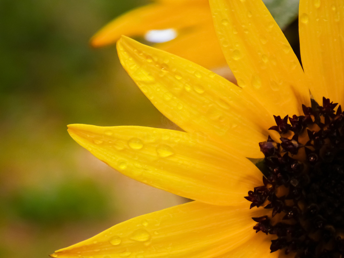 Sunflower Droplets