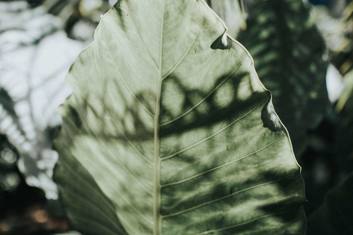 Elopement Costa Rica Photographer