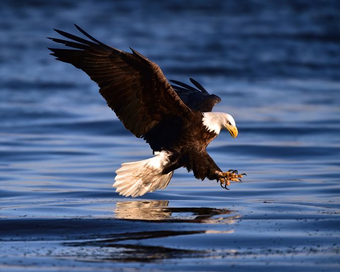 Alaska Bald Eagle Photography Workshop & Tour