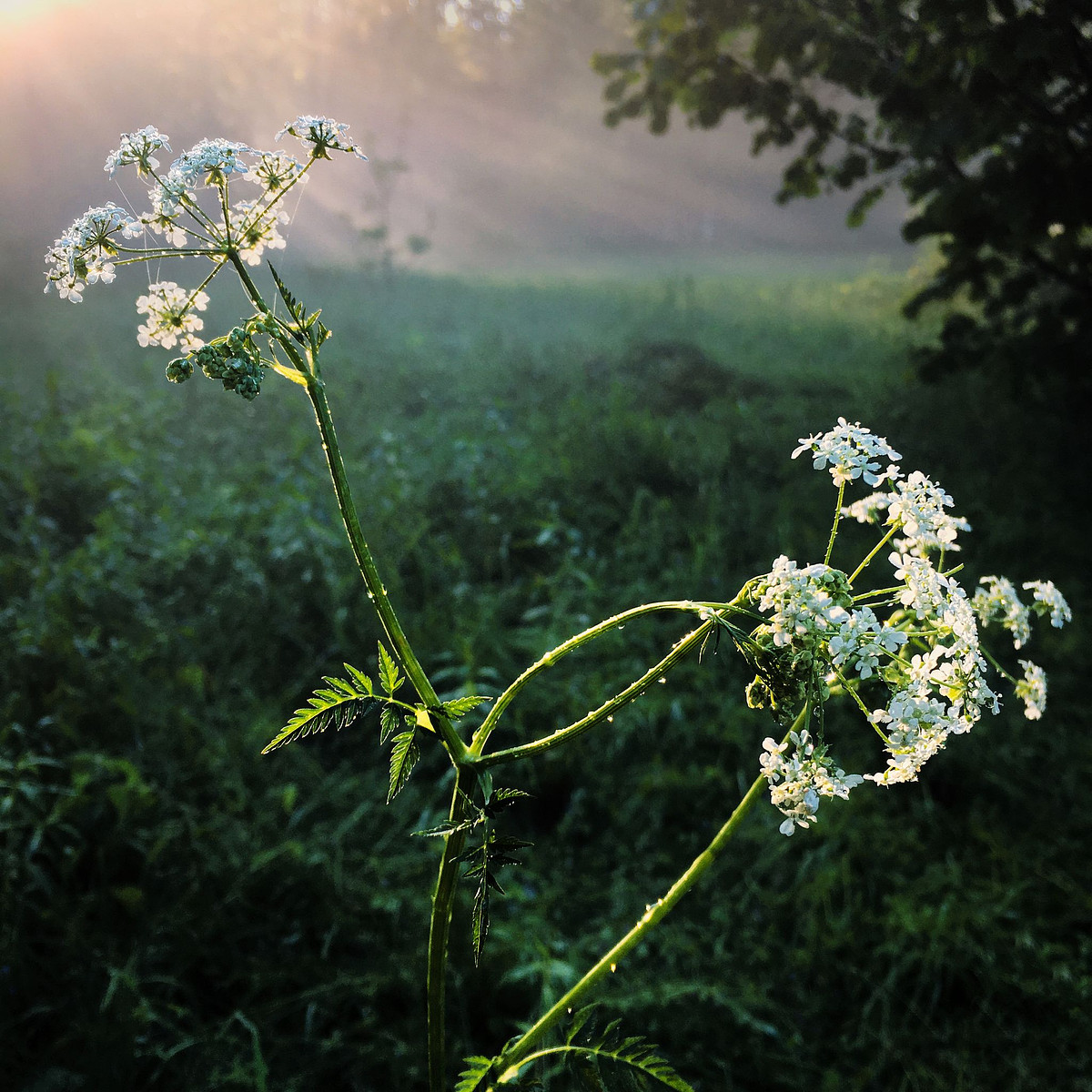 Natura