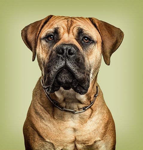 ボクサー犬のペットの写真撮影