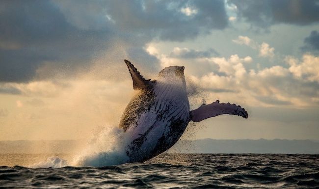 クジラの写真撮影