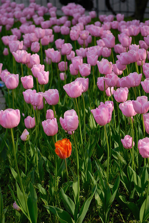 Colorful Tulips in Copenhagen