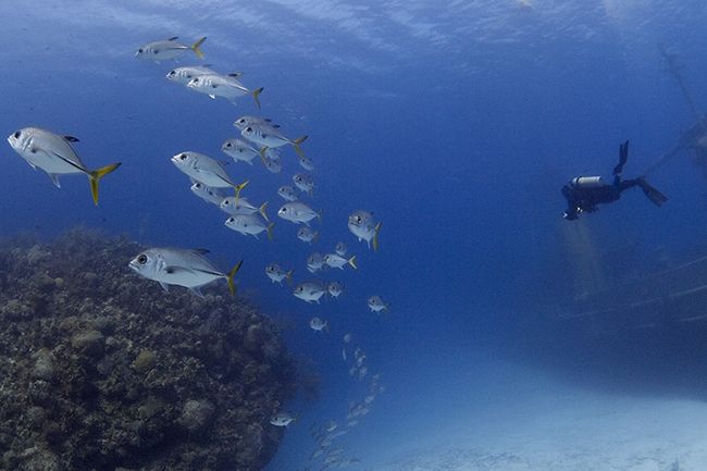 Fundamentals of underwater photography