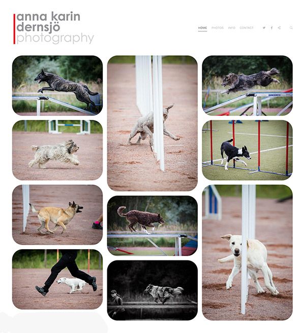 Anna: sitio web de la fotógrafa de mascotas basado en pixpa