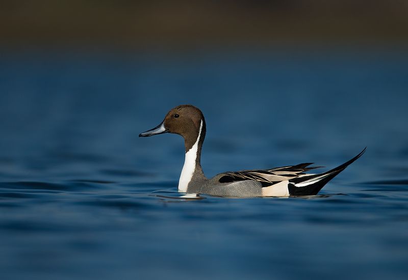 Sudhir Shivaram Wildlife Photography