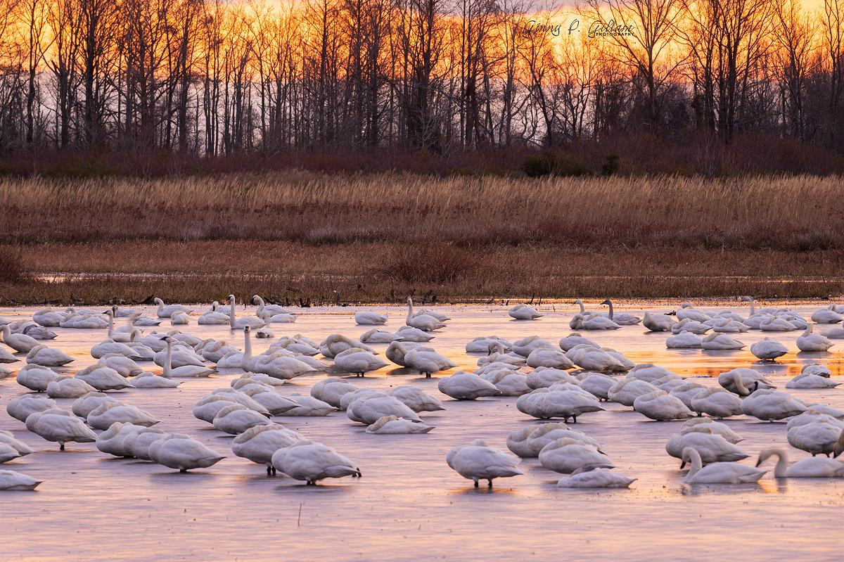 Tundra Swans at Dawn