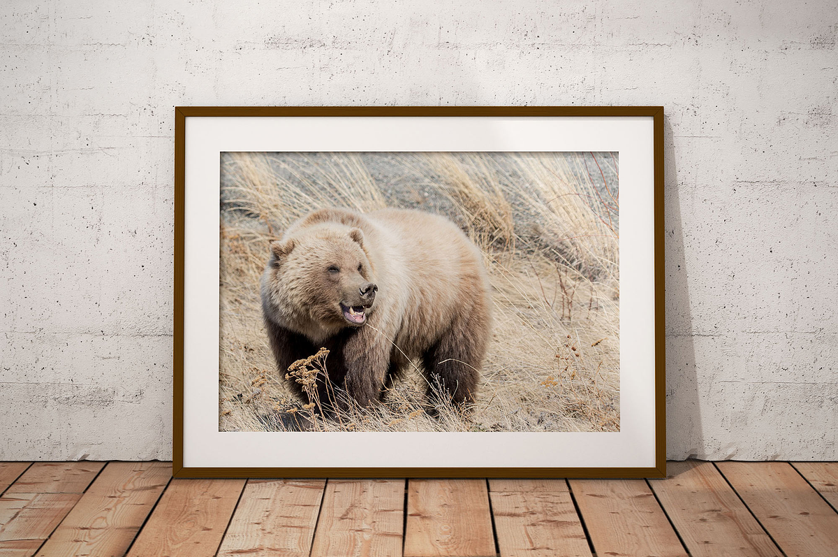 Print Options | JH Wild Photo - Wildlife & Nature Photography