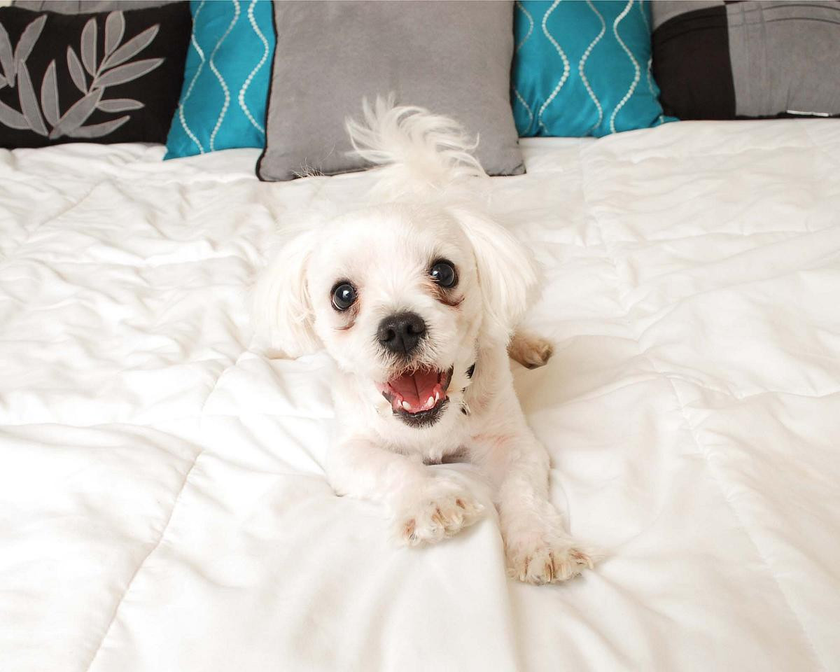Toby the Maltese shows off his big personality for the camera!