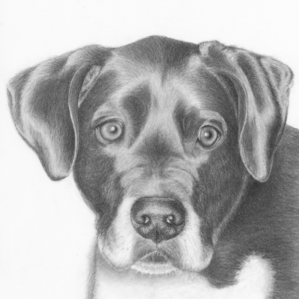 Drawing of black and white dog