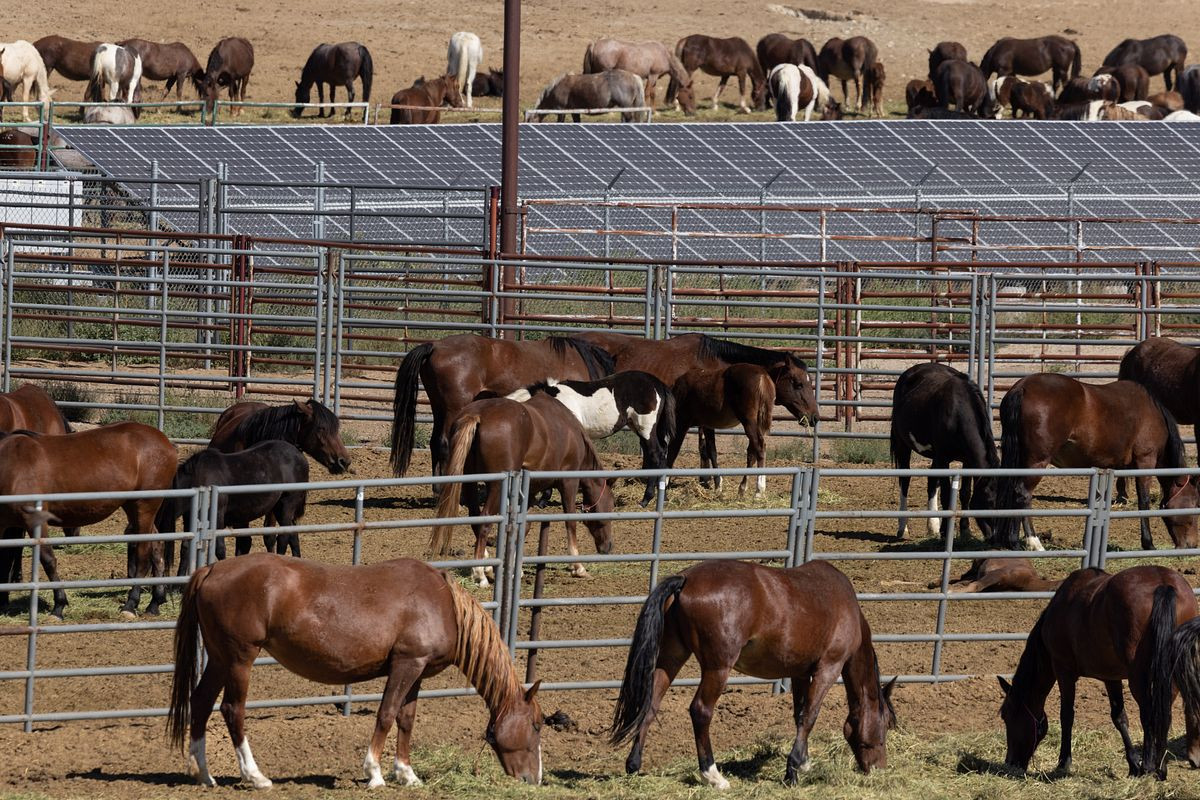 Help Save the McCullough Peaks Wild Horses