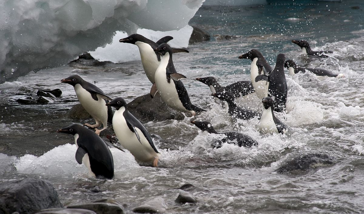 The photographic possibilities of Antarctica are endless. From wildlife to..