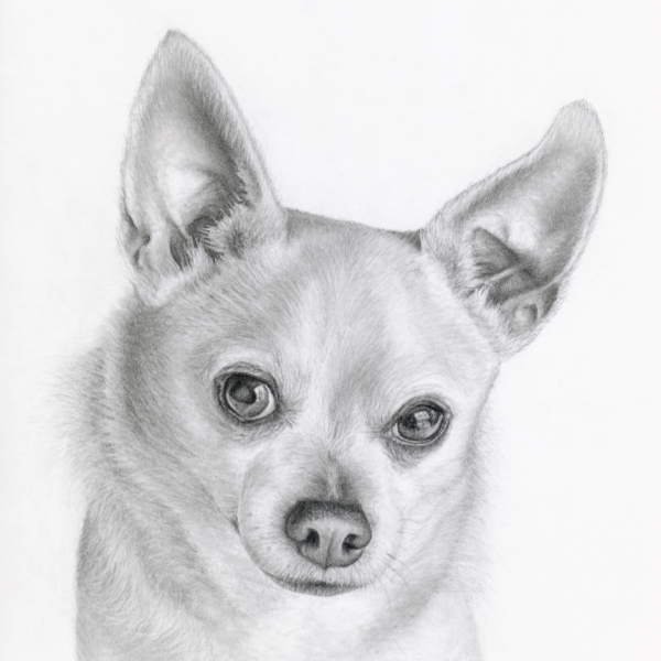 Realistic chihuahua drawing 