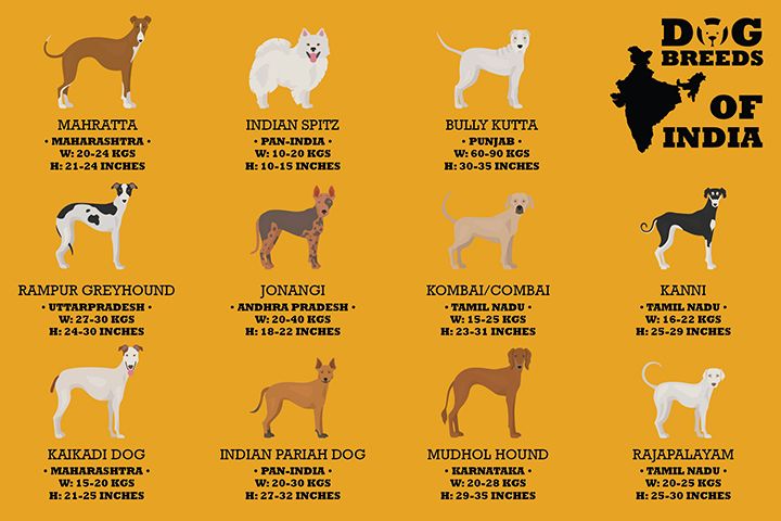 Dog Breeds Of India 12 Cards