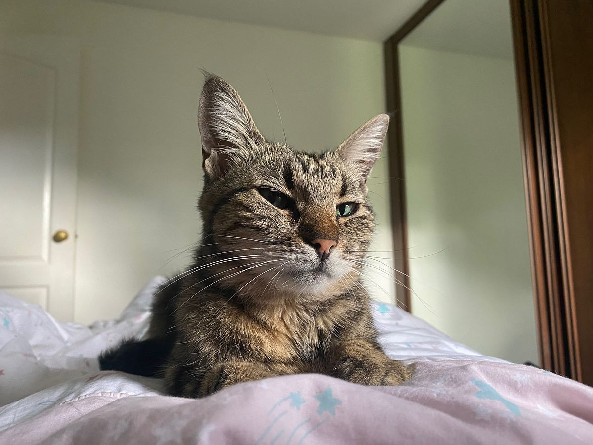 Tabby cat lying on a bed