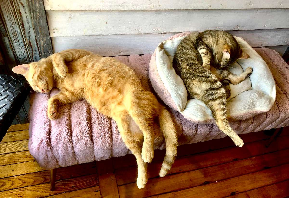 Doubly Tired -- the cats LOVE their time at the Tipsy Tabby!