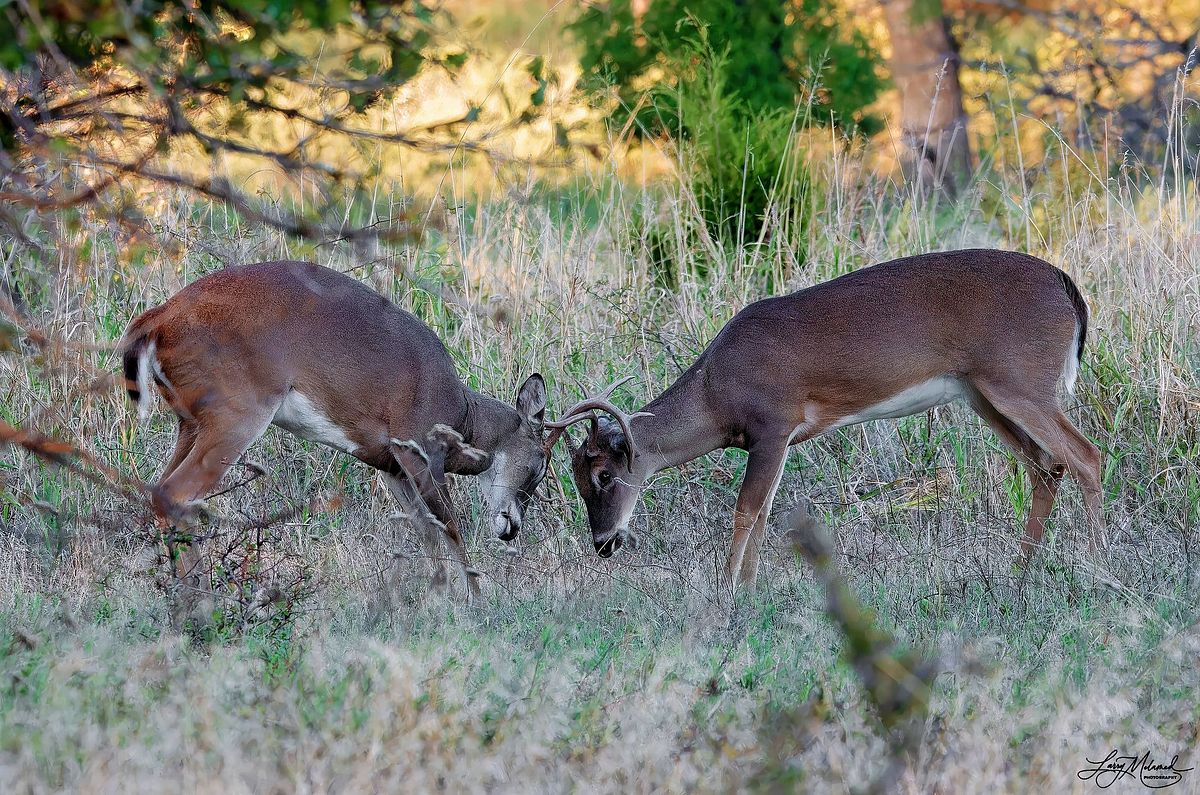 white-tailed-deer-rut-2023