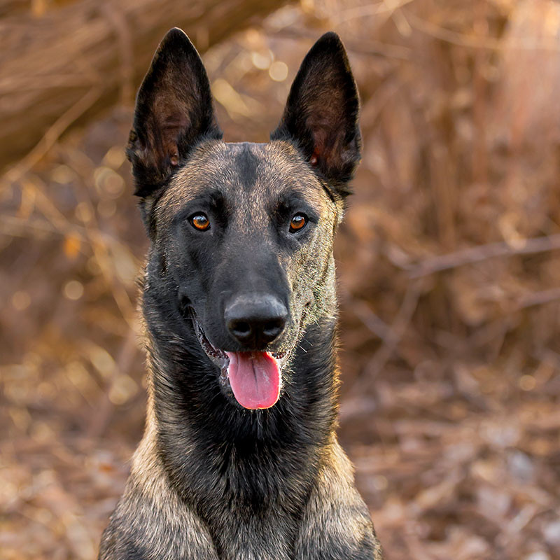 Working store malinois breeders