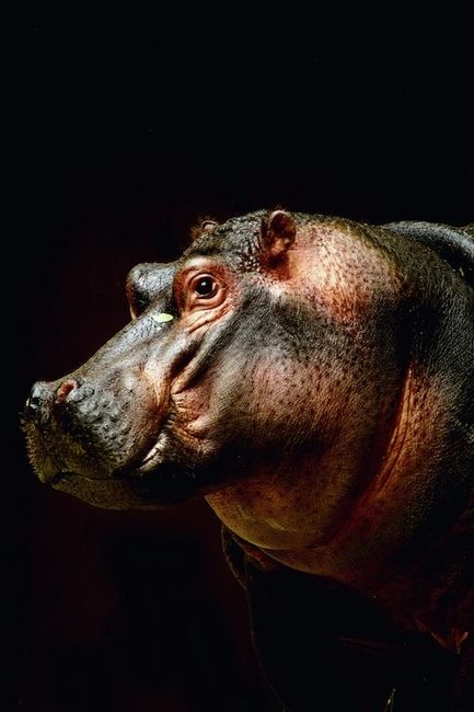 fotografia de animais hipopótamos
