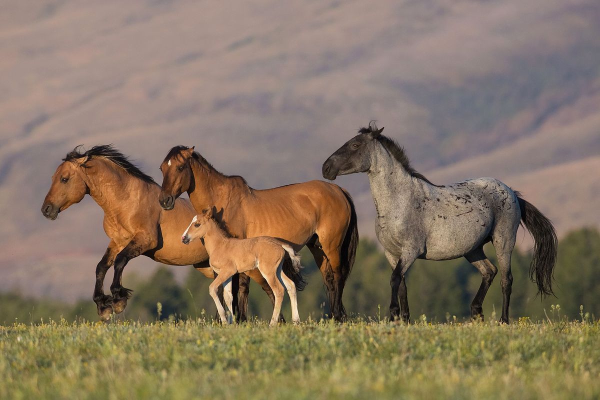 Wild Horses Of Pryor Mountain